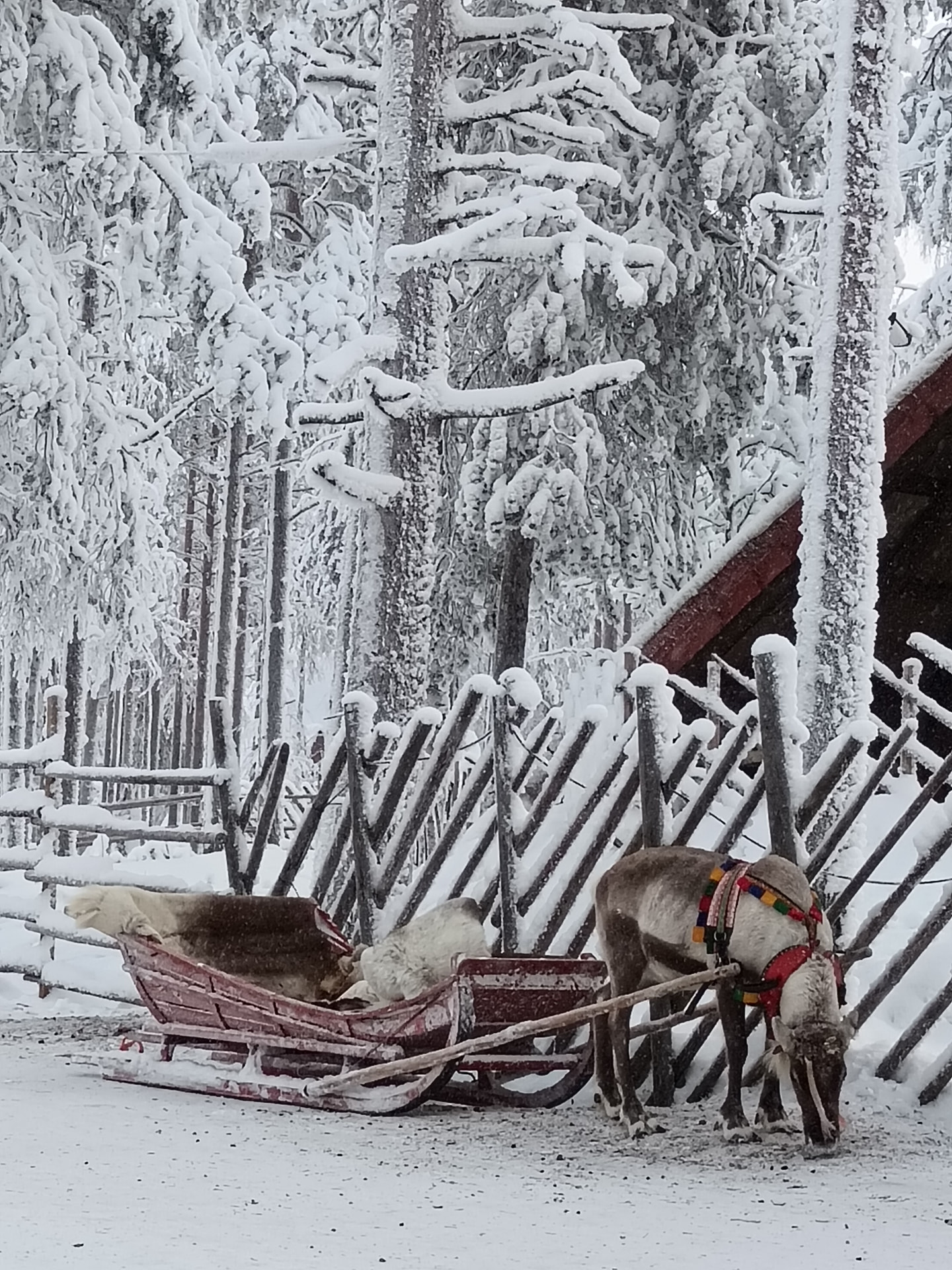 Reindeer pulling a sleigh through a snowy Lapland forest